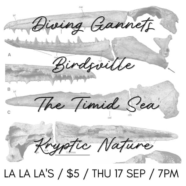 Pelagic Ornithology @ La's w/ Diving Gannets // Birdsville // The Timid Sea // Kryptic Nature